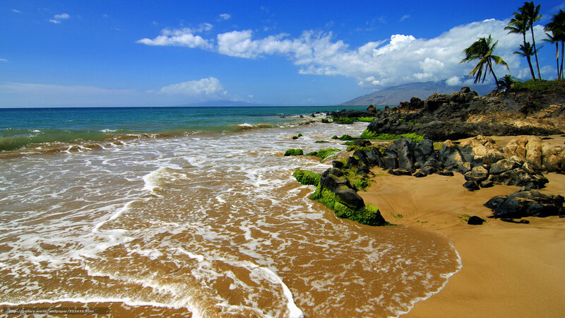 tropical beach with palm trees