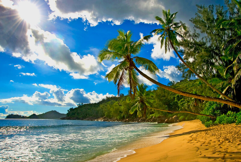 tropical beach with palm trees