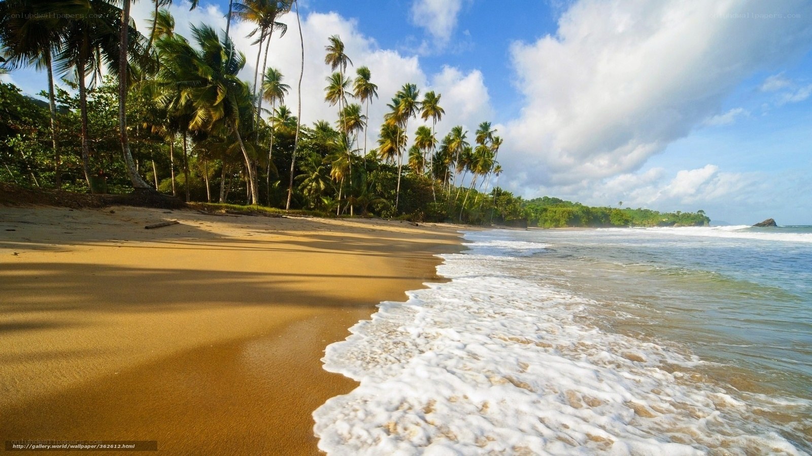 tropical beach with palm trees