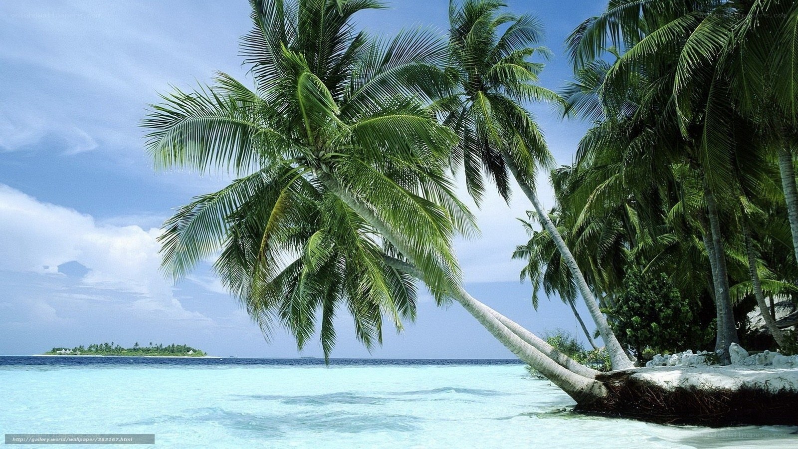 tropical beach with palm trees