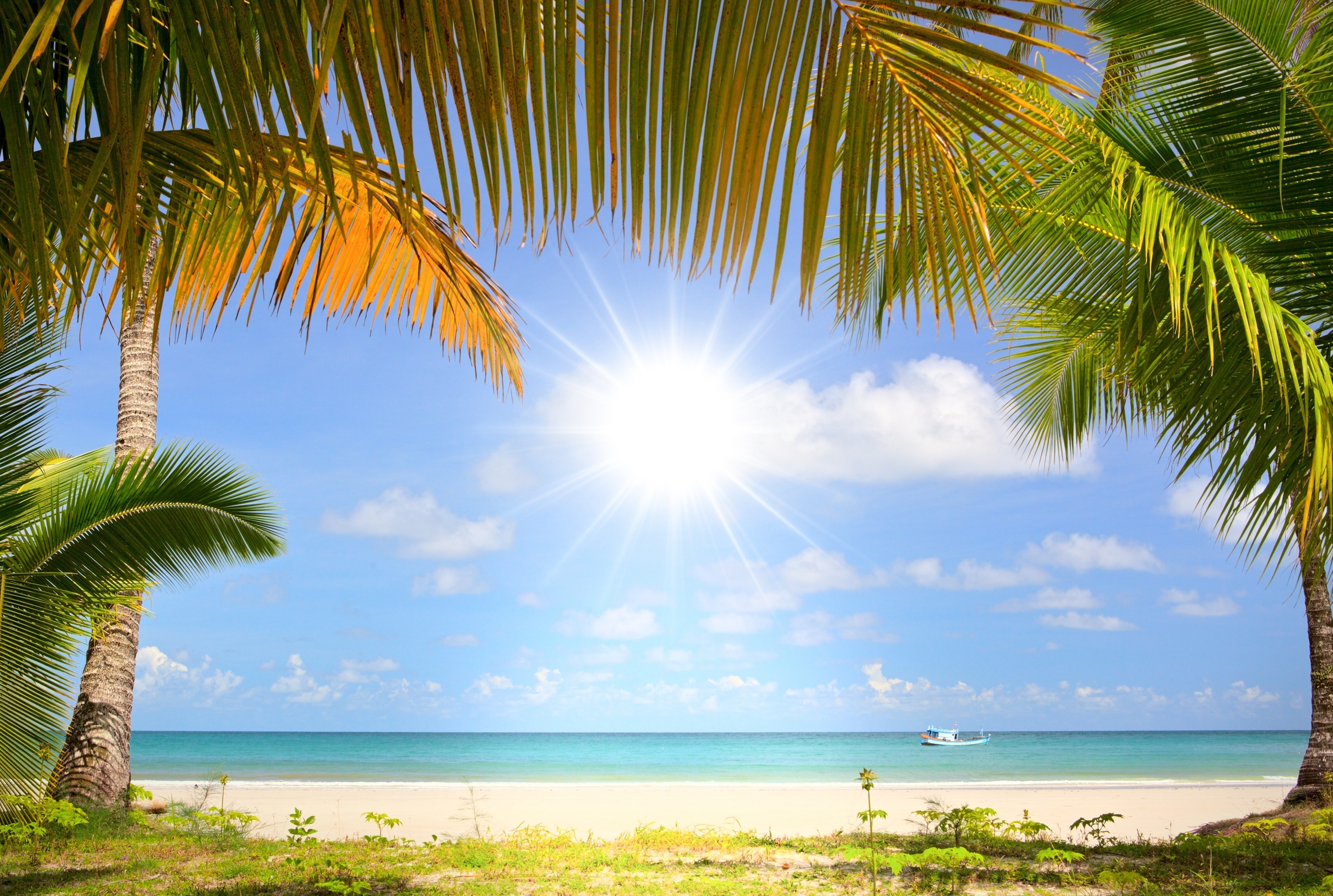 tropical beach with palm trees