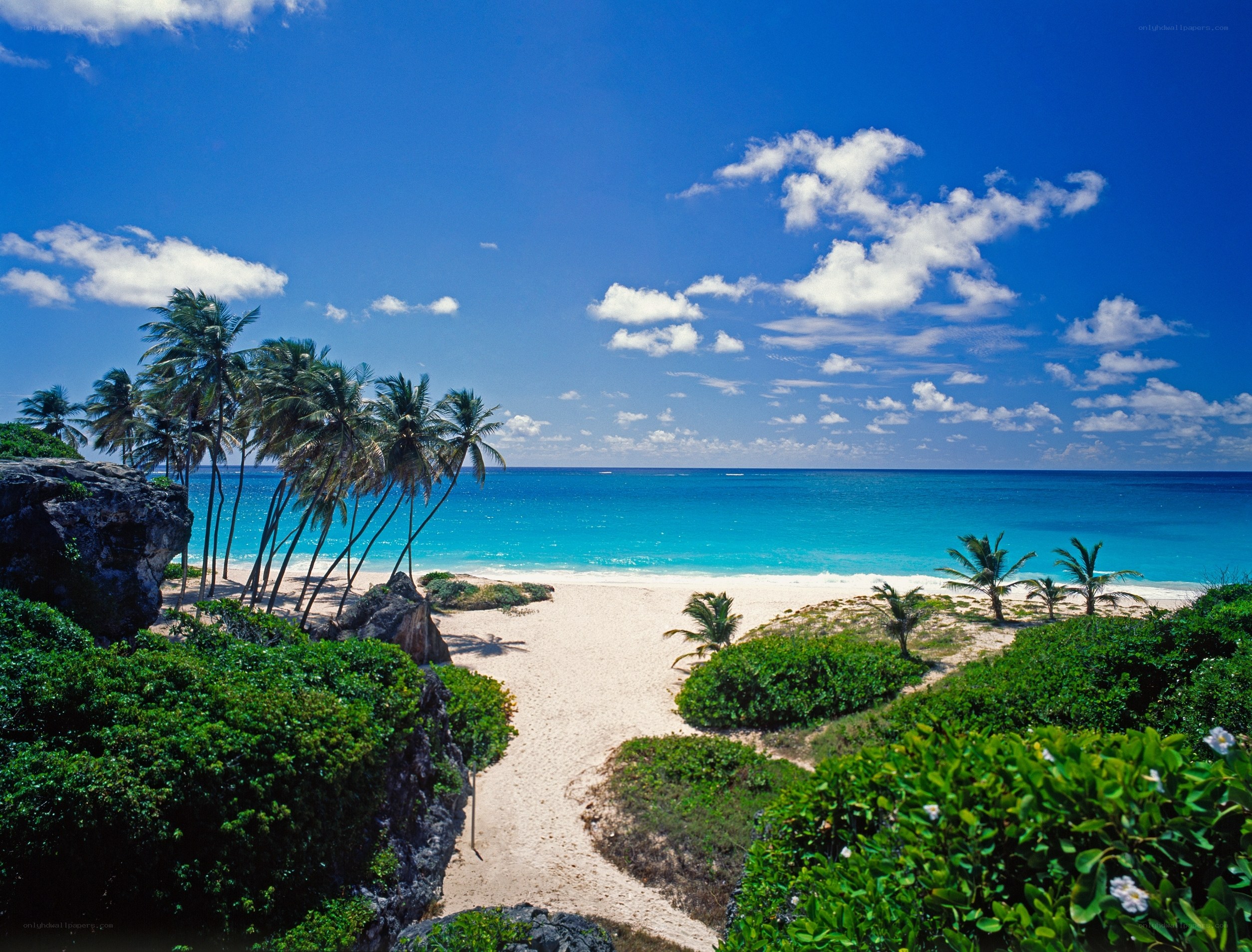 tropical beach with palm trees