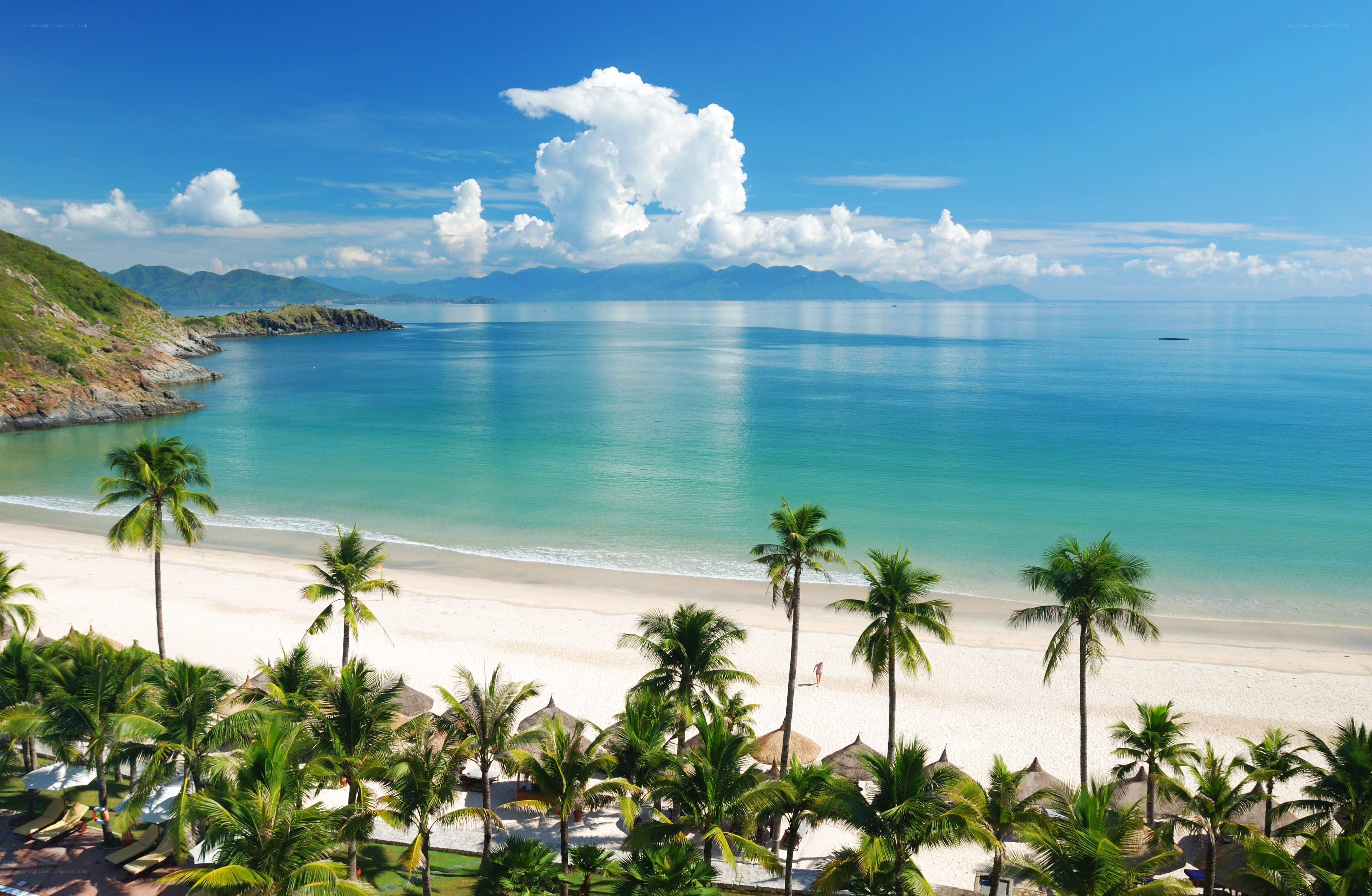 tropical beach with palm trees