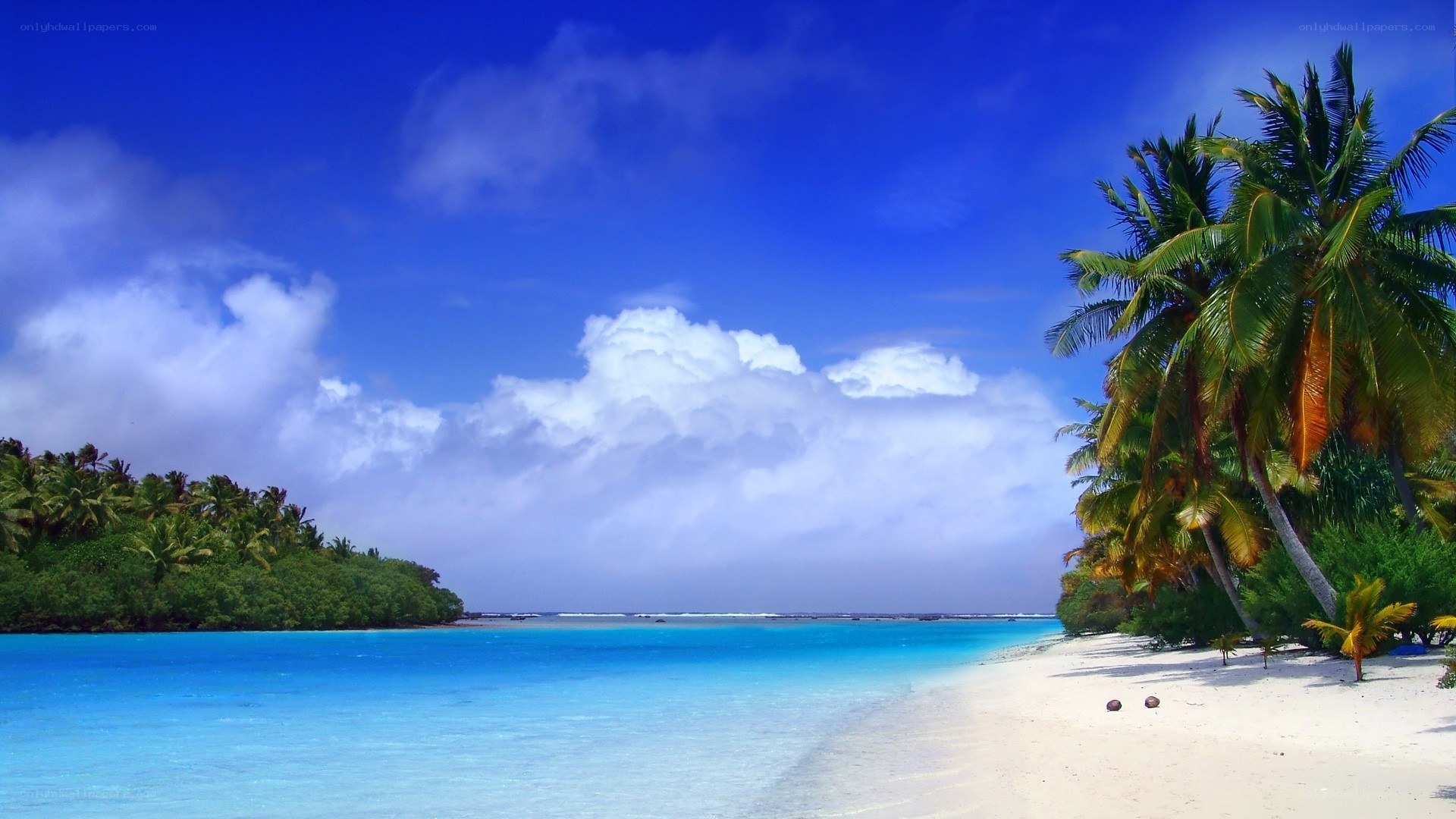 tropical beach with palm trees
