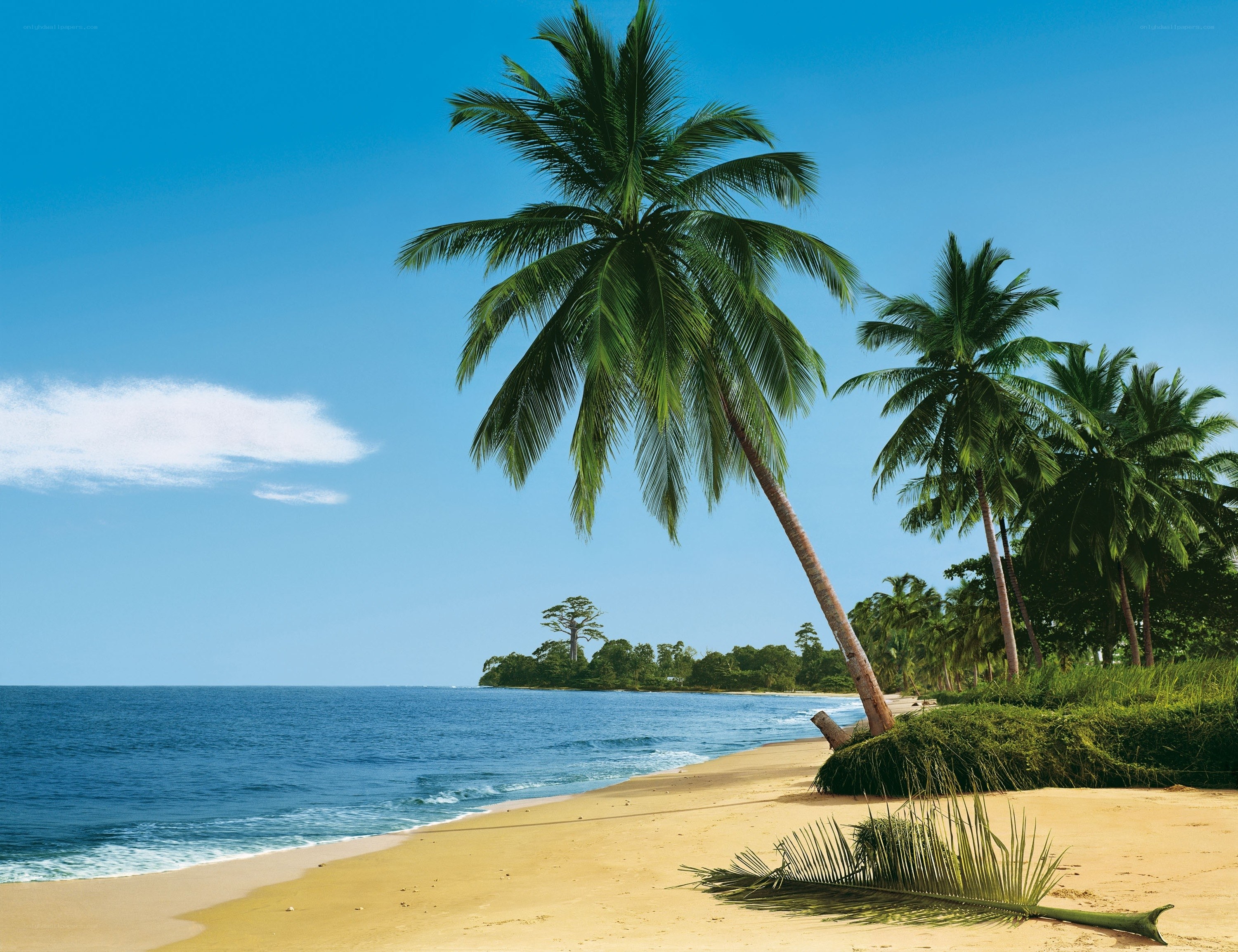 tropical beach with palm trees