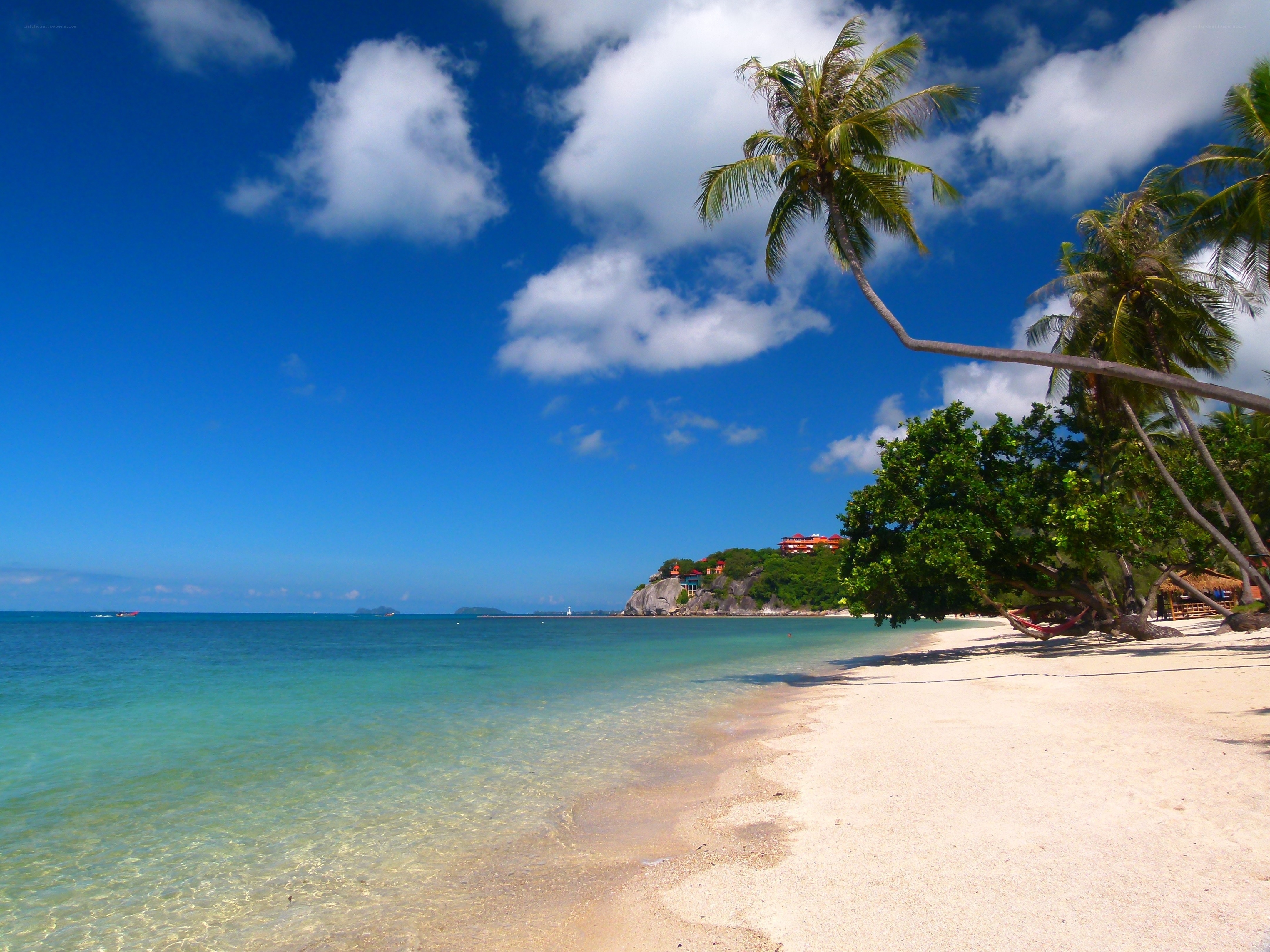 tropical beach with palm trees