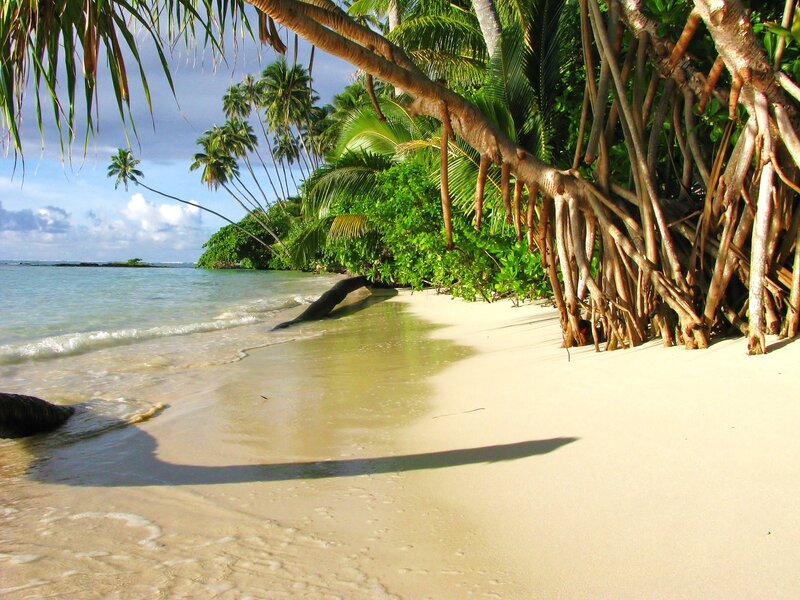 Tropical Beach with Palm Trees — Beige, Serene