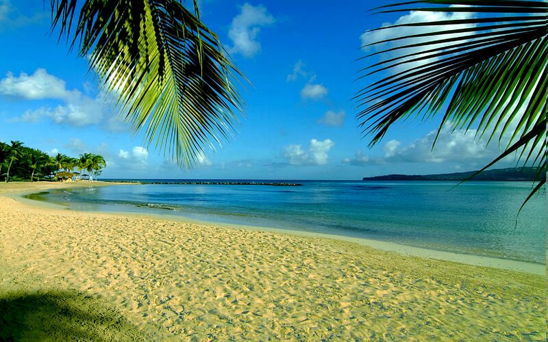 Tropical Beach with Palm Trees — Blue, Serene, Afternoon, Photograph, Palm Fronds