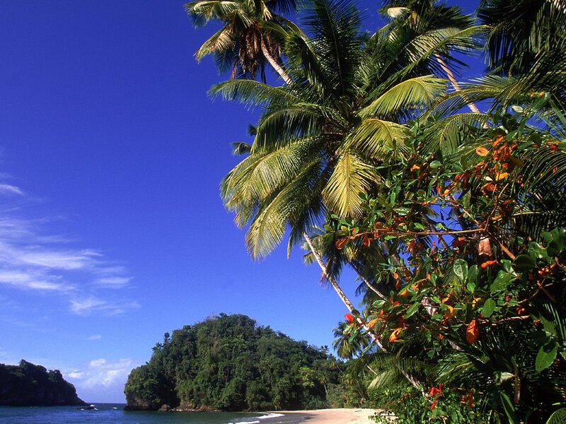 Tropical Beach with Palm Trees — Blue, Serene, Afternoon, Photograph, Palm Trees, Island, Ocean, Sky, Green