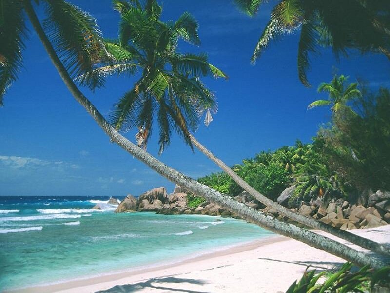 Tropical Beach with Palm Trees — Blue, Serene, Afternoon, Photograph, Palm Trees, Ocean, Rocks, Sand