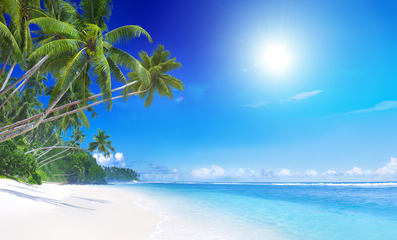Tropical Beach with Palm Trees — Blue, Serene, Afternoon, Photograph, Palm Trees, Ocean, Sand, Sun