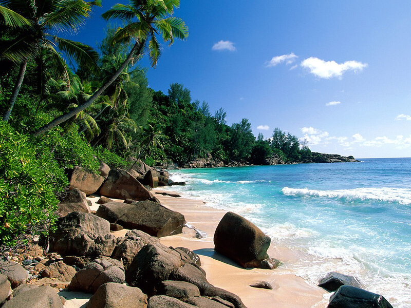 Tropical Beach with Palm Trees — Blue, Serene, Afternoon, Photograph, Palm Trees, Rocks, Ocean, Sand, Green, Brown