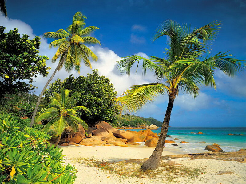 Tropical Beach with Palm Trees — Blue, Serene, Afternoon, Photograph, Palm Trees, Sand, Ocean, Rocks