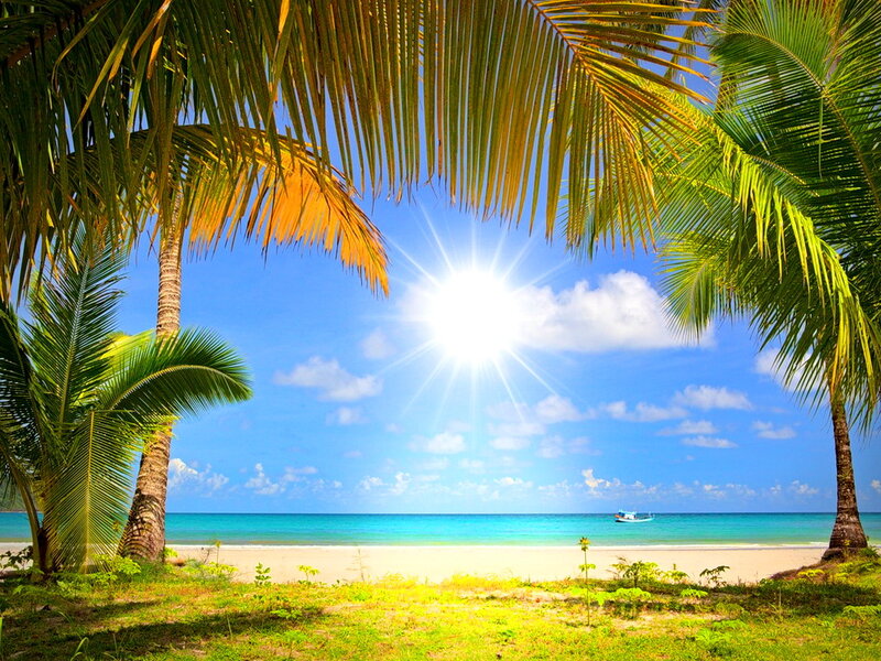 Tropical Beach with Palm Trees — Blue, Serene, Afternoon, Photograph, Sun