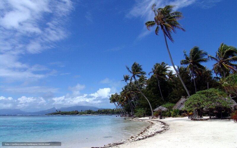 Tropical Beach with Palm Trees — Blue, Serene, Daytime