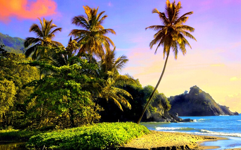 Tropical Beach with Palm Trees — Blue, Serene, Sunset, Photograph