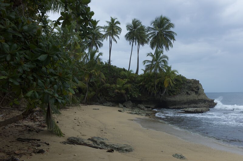 Tropical Beach with Palm Trees — Green, Calm