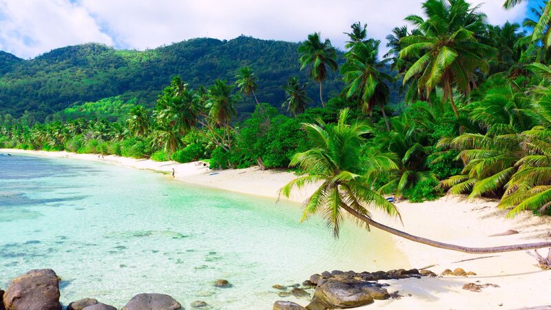 Tropical Beach with Palm Trees — Green, Serene, Afternoon