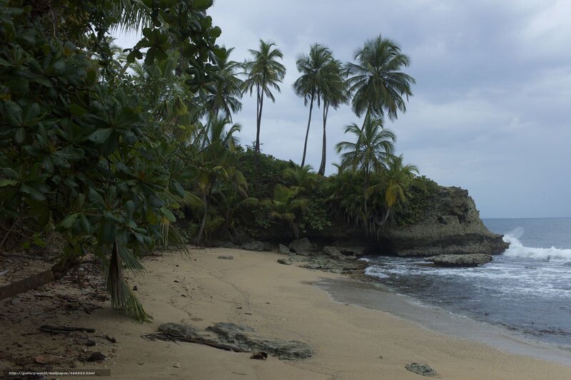 Tropical Beach with Palm Trees — Green, Serene, Photograph