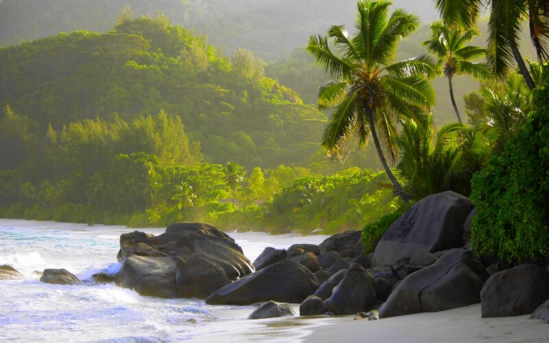 Tropical Beach with Palm Trees — Green, Serene