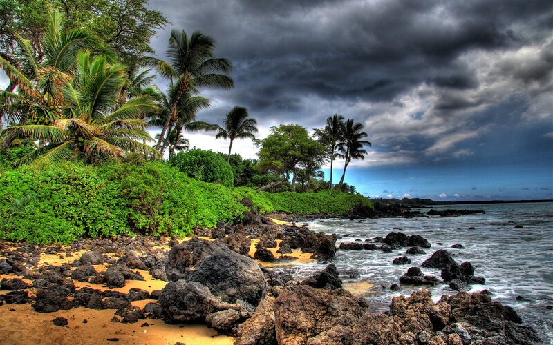 Tropical Beach with Palm Trees — Green
