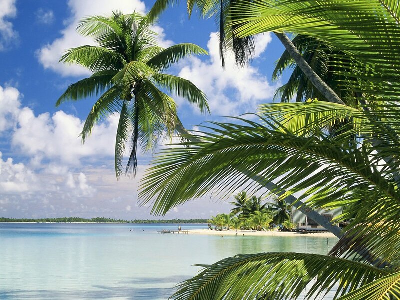 Tropical Beach with Palm Trees — Palm Trees, Island