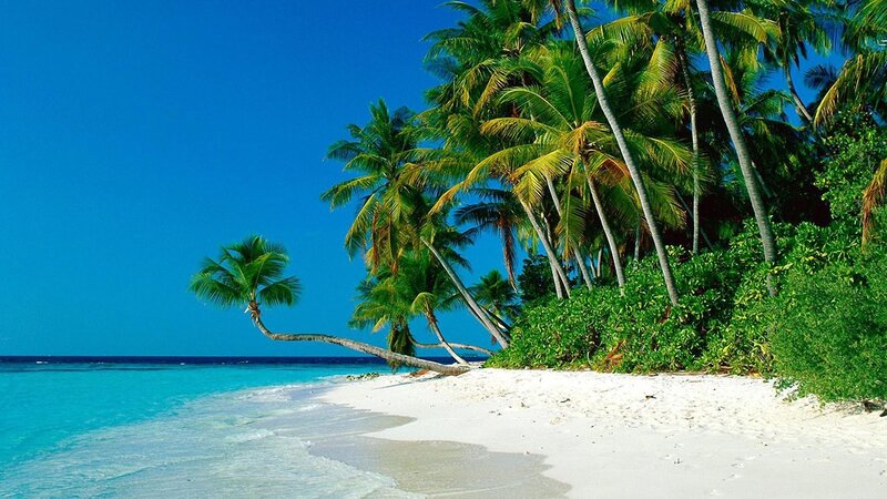 Tropical Beach with Palm Trees — Photograph, White Sand