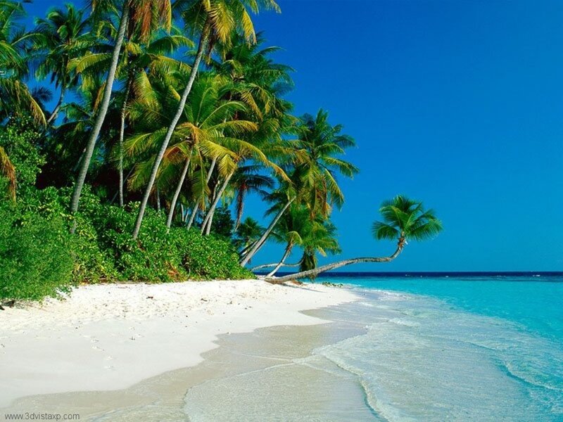 Tropical Beach with Palm Trees — Sand, Ocean