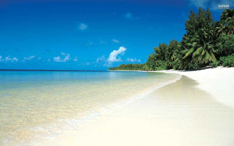 Tropical Beach with Palm Trees — Serene, Superb Wallpapers