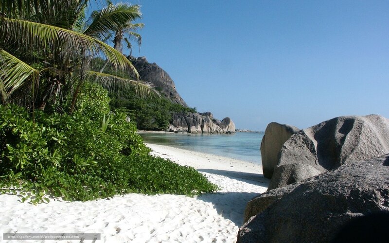 tropical beach with palm trees