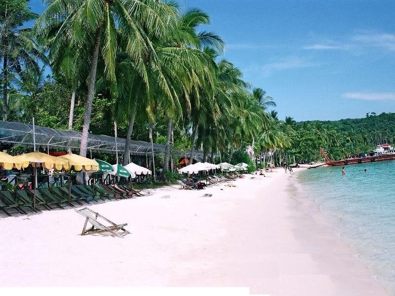 Tropical Beach with Palm Trees — White, Relaxed