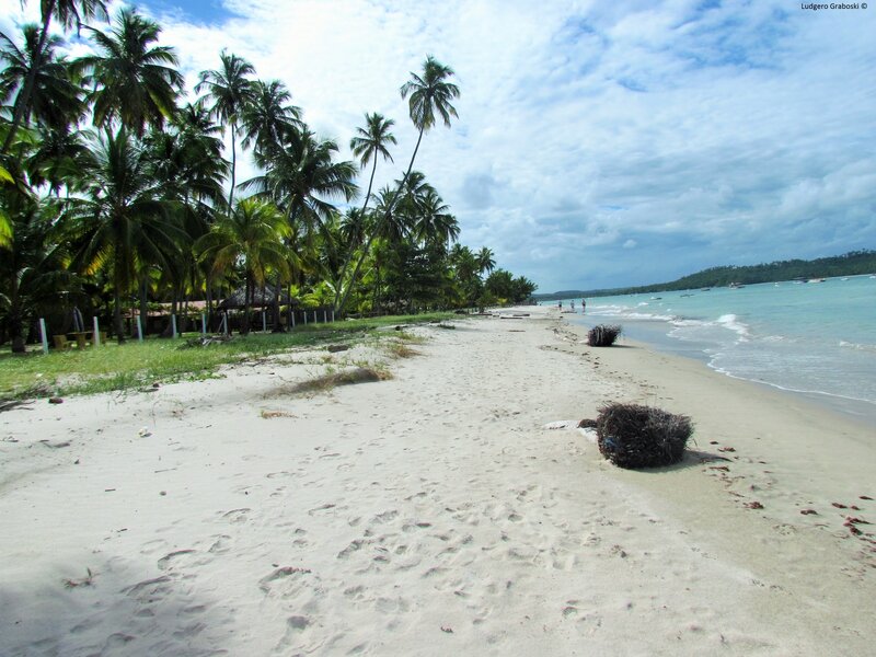 Tropical Beach with Palm Trees — White, Serene