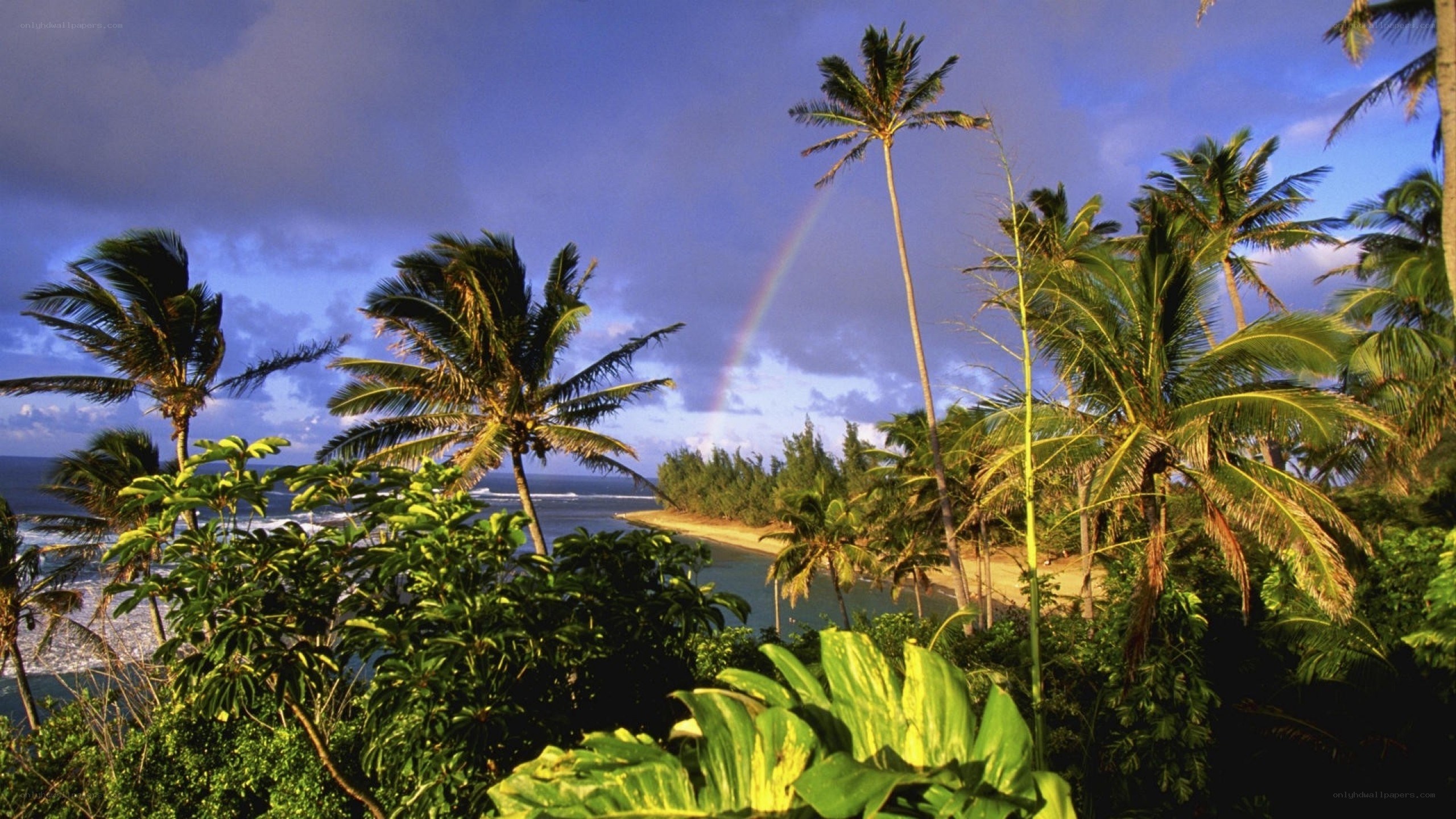 tropical beach with rainbow