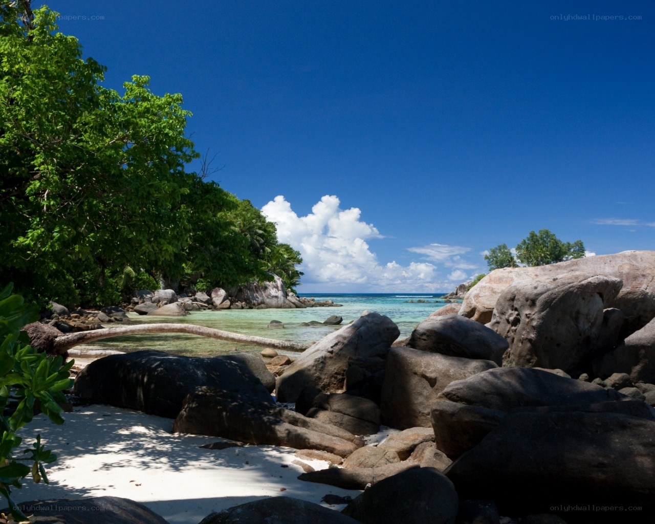 tropical beach with rocks and trees