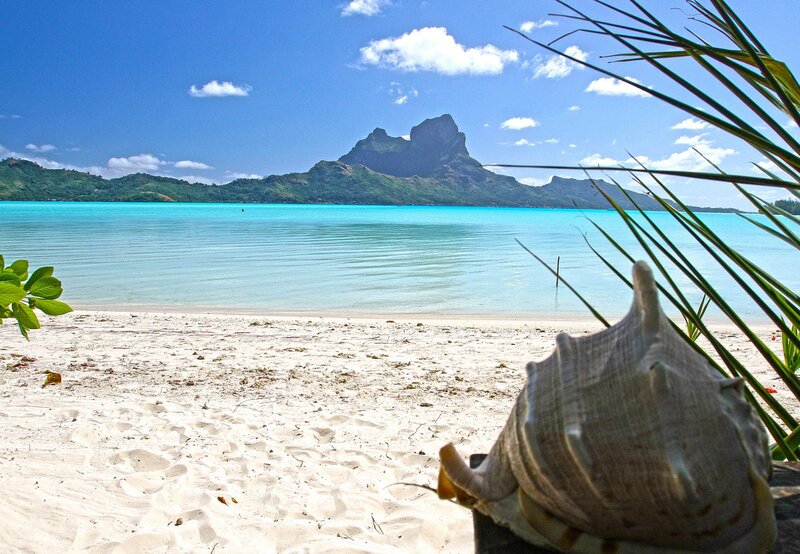 Tropical Beach with Seashell