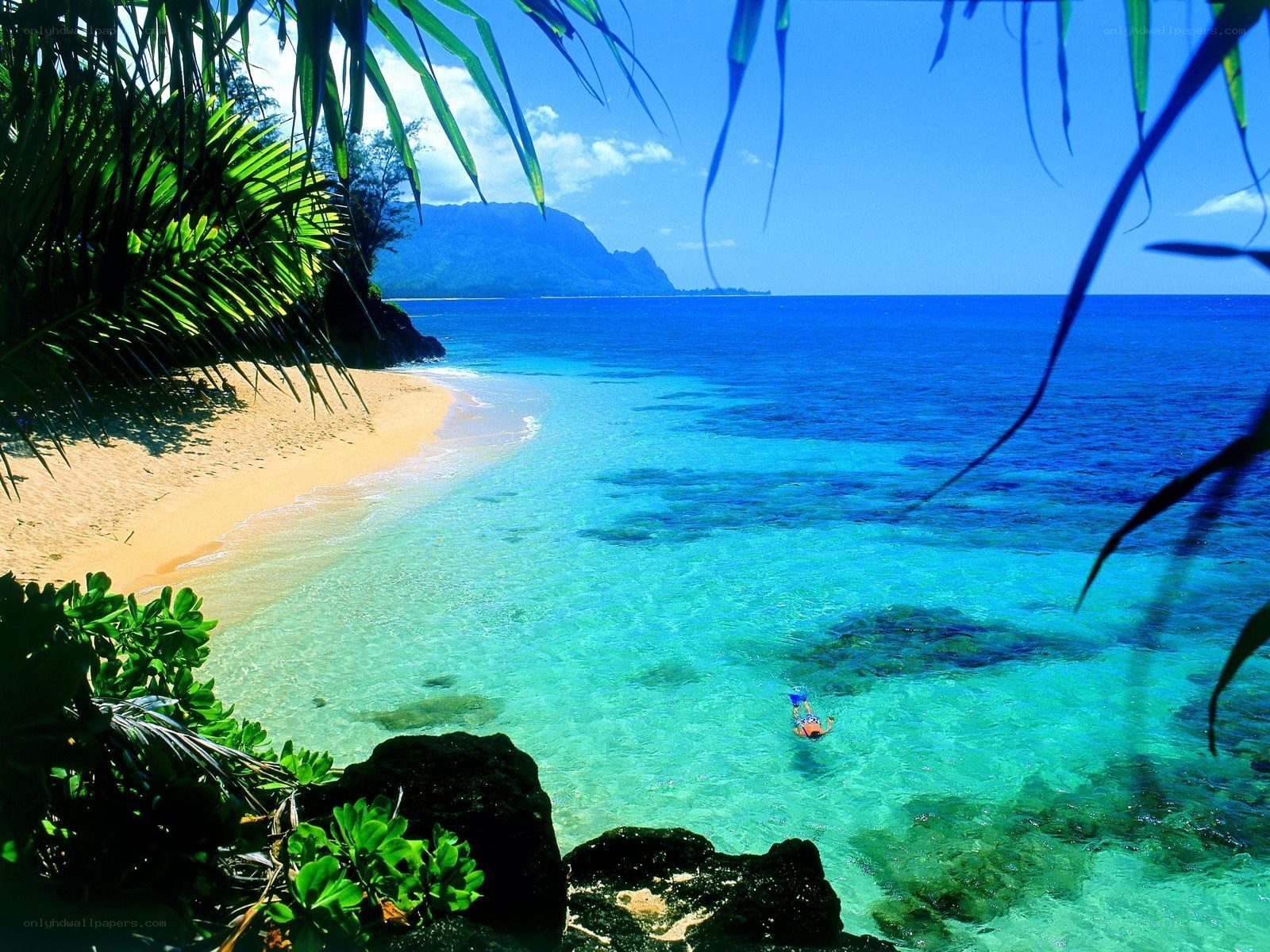 tropical beach with snorkeler