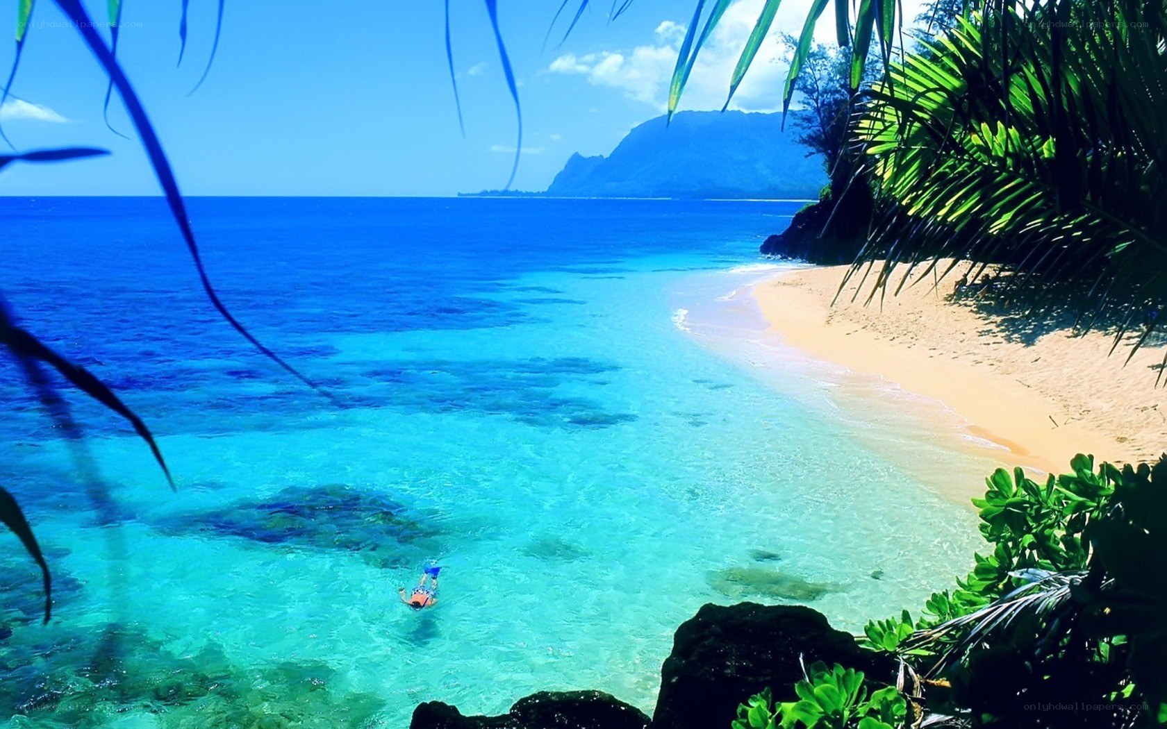 tropical beach with snorkeler