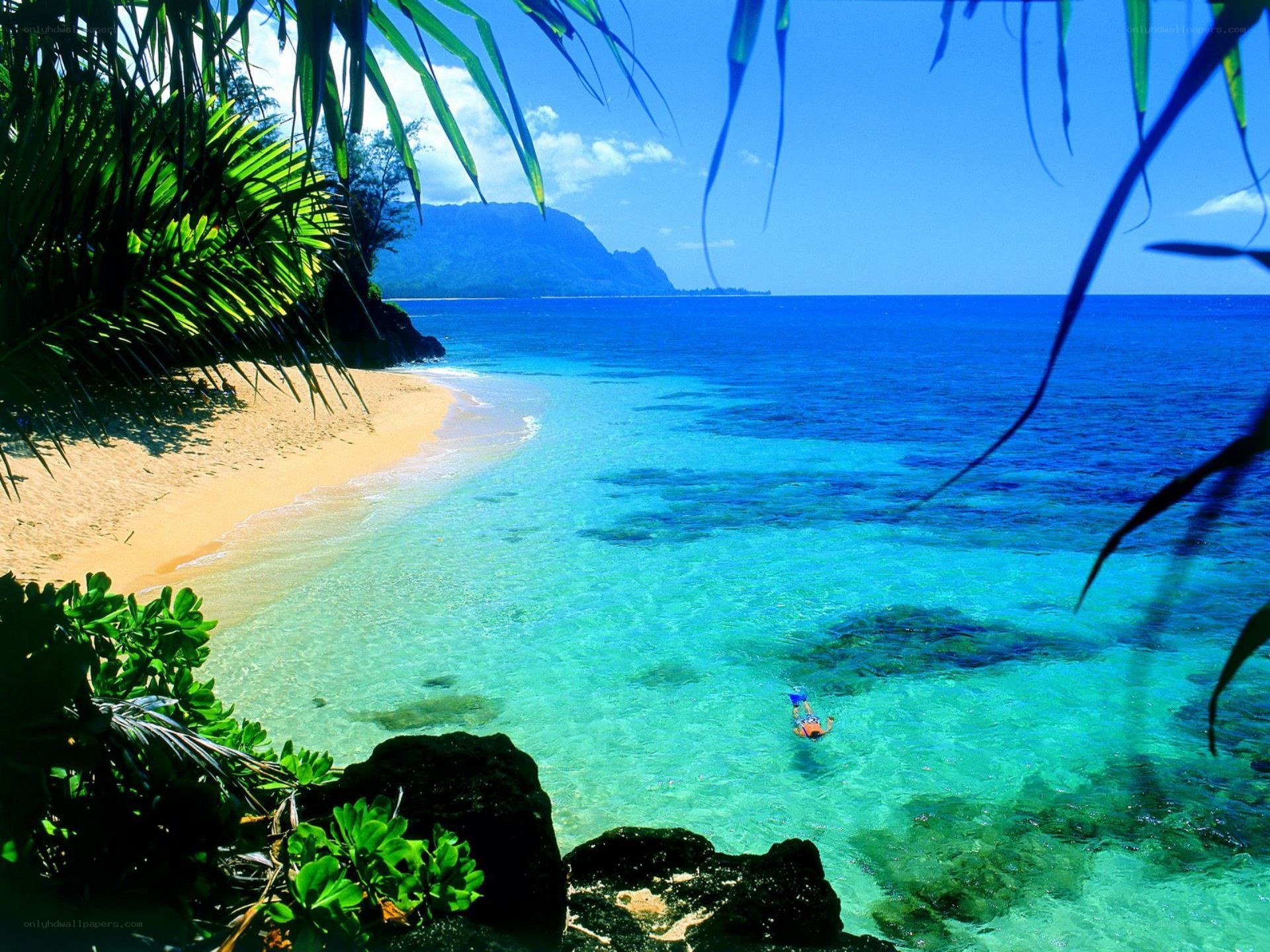 tropical beach with snorkeler