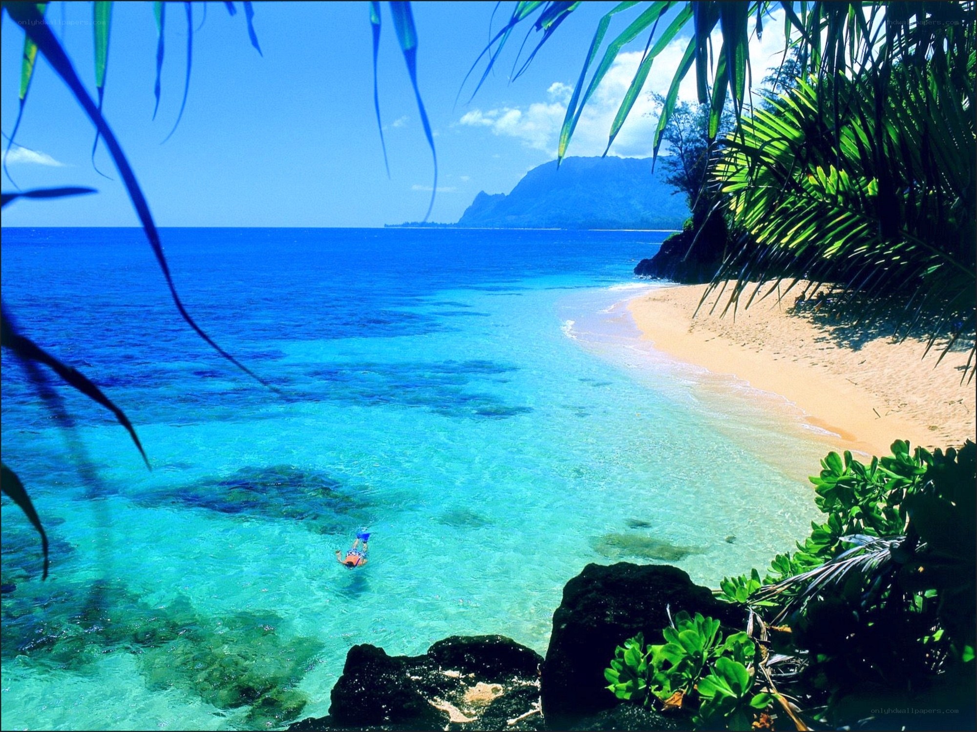 tropical beach with snorkeler