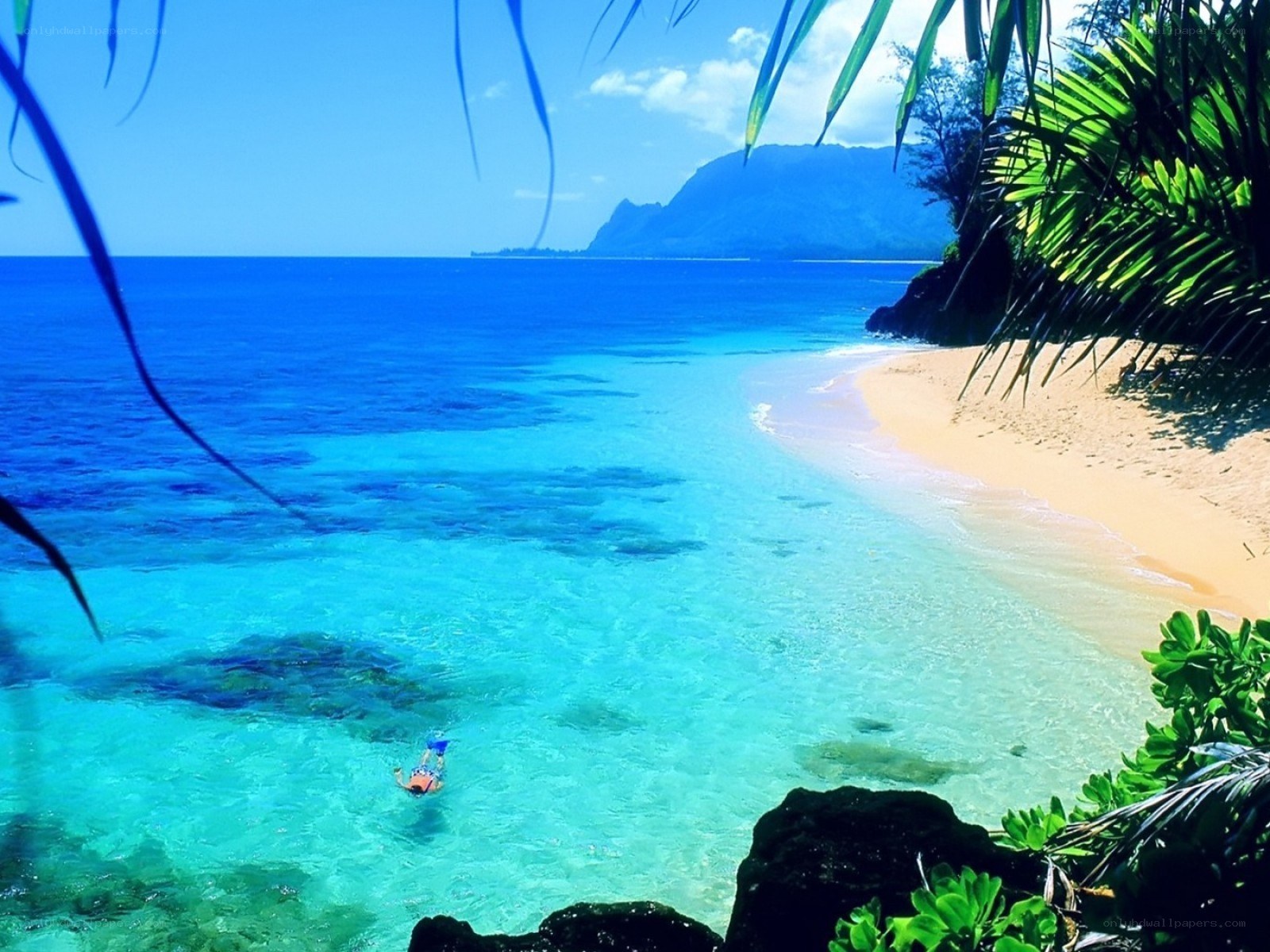 tropical beach with snorkeler