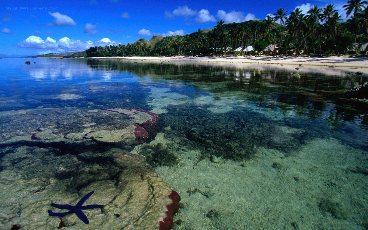 tropical beach with starfish