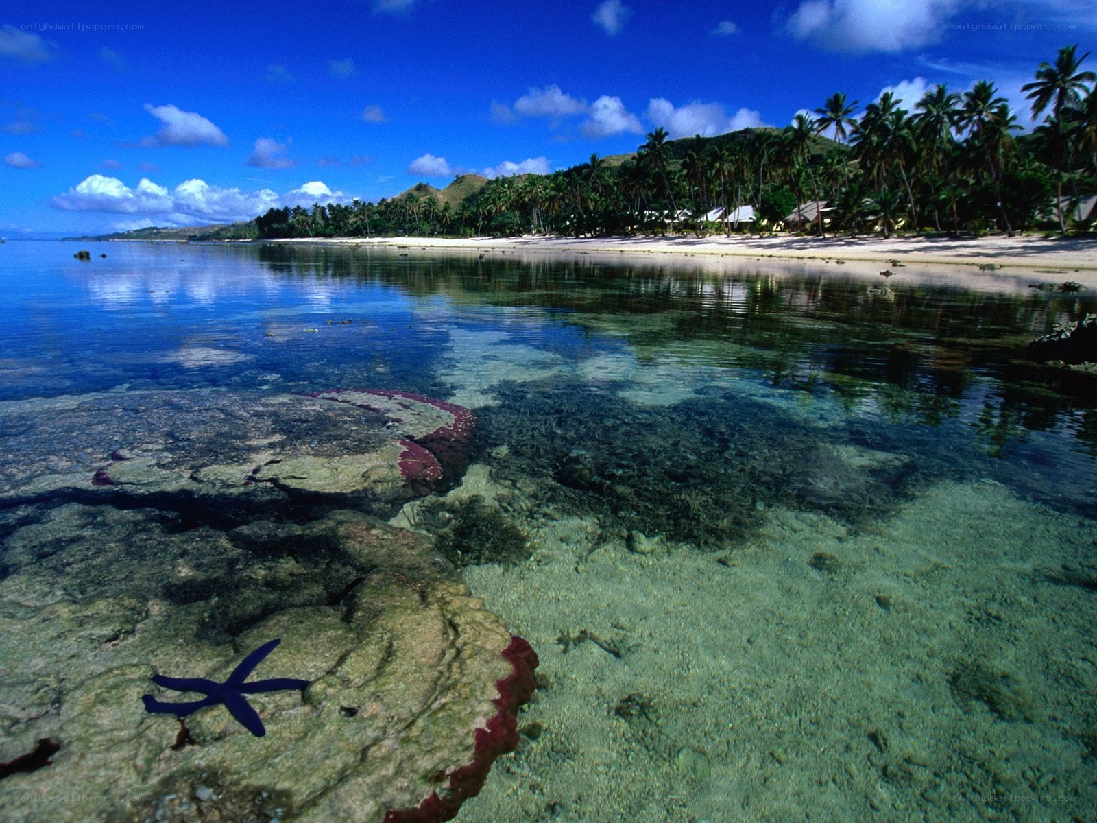 tropical beach with starfish