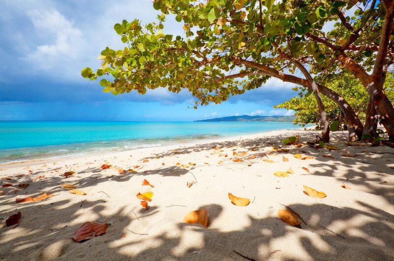 Tropical Beach with Tree — Blue, Serene, Afternoon, Photograph