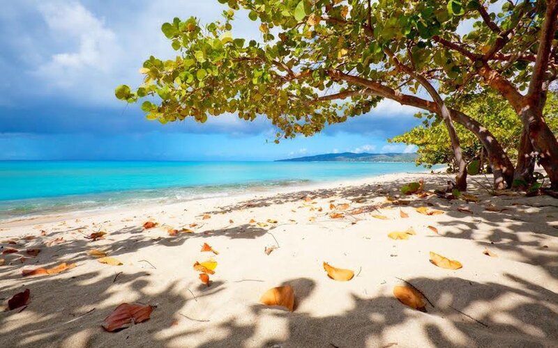 Tropical Beach with Tree — Blue, Serene, Afternoon