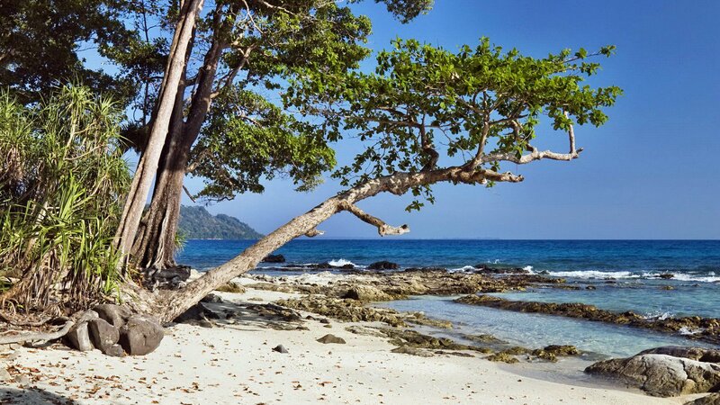 Tropical Beach with Tree — Blue, Serene