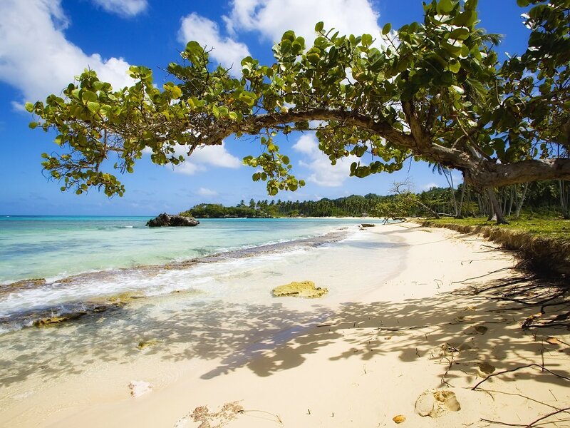 Tropical Beach with Tree