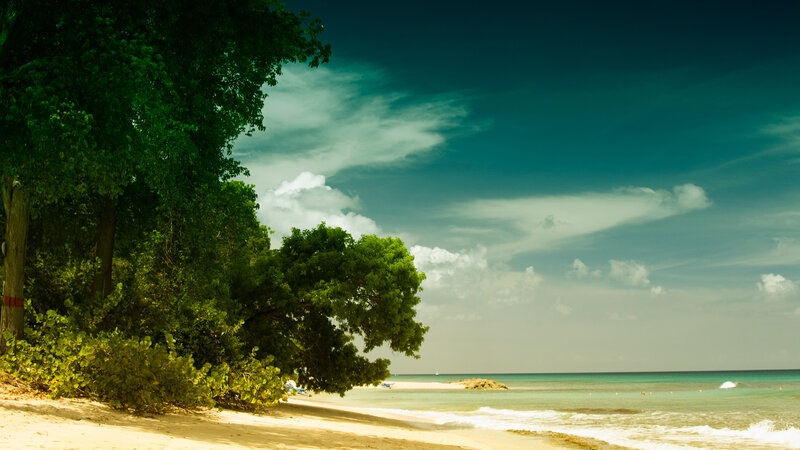 Tropical Beach with Trees