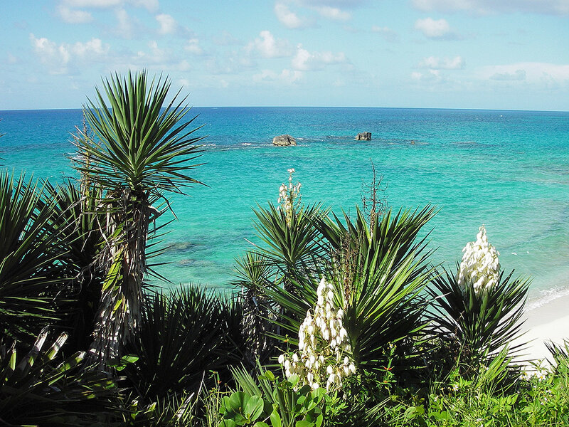 tropical beach with yucca plants