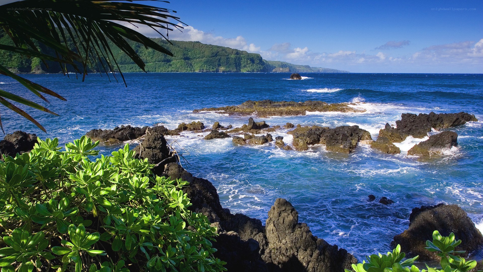 tropical coast with palm trees
