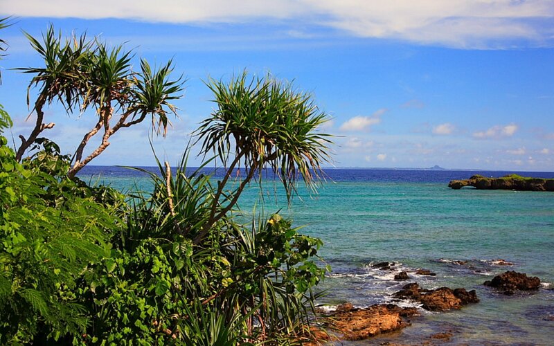 tropical coast with palm trees
